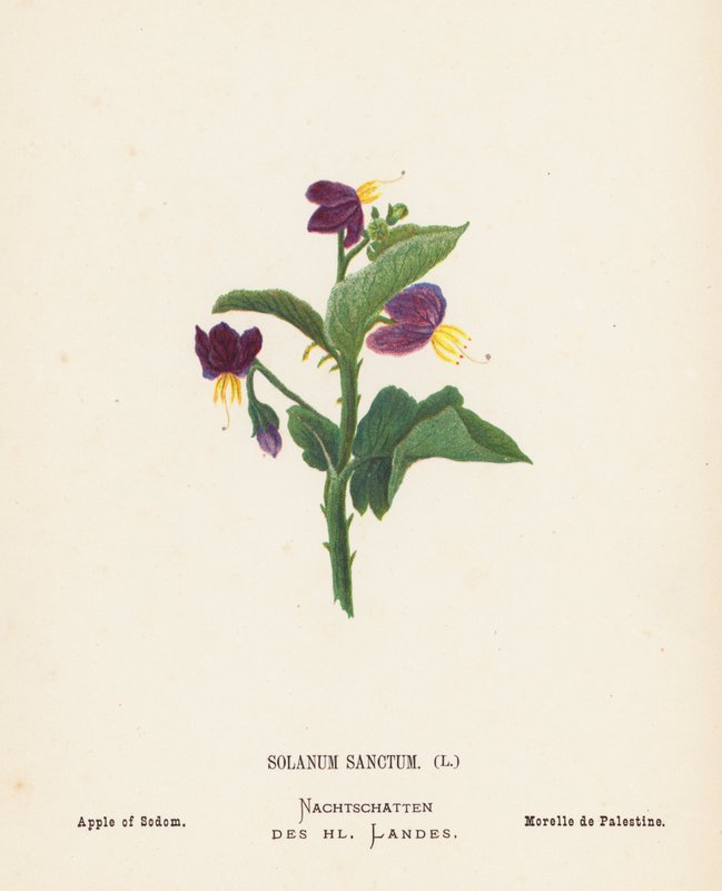 Flores silvestres de Tierra Santa: Solanum Sanctum; Manzana de Sodoma (grabado coloreado) de Hannah Zeller