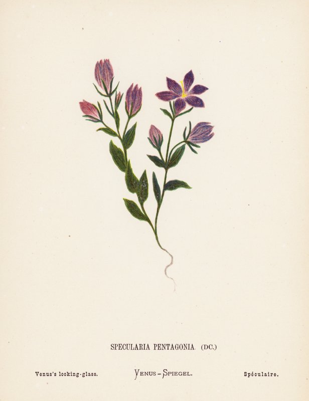 Flores silvestres de Tierra Santa: Specularia Pentagonia; El espejo de Venus (grabado coloreado) de Hannah Zeller