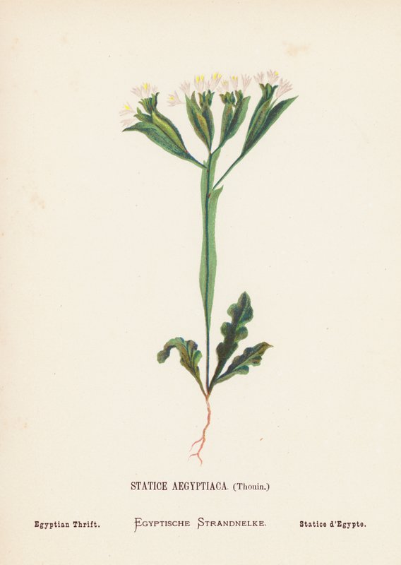 Flores silvestres de Tierra Santa: Statice Aegyptiaca, Thouin; Thrift egipcia (grabado coloreado) de Hannah Zeller