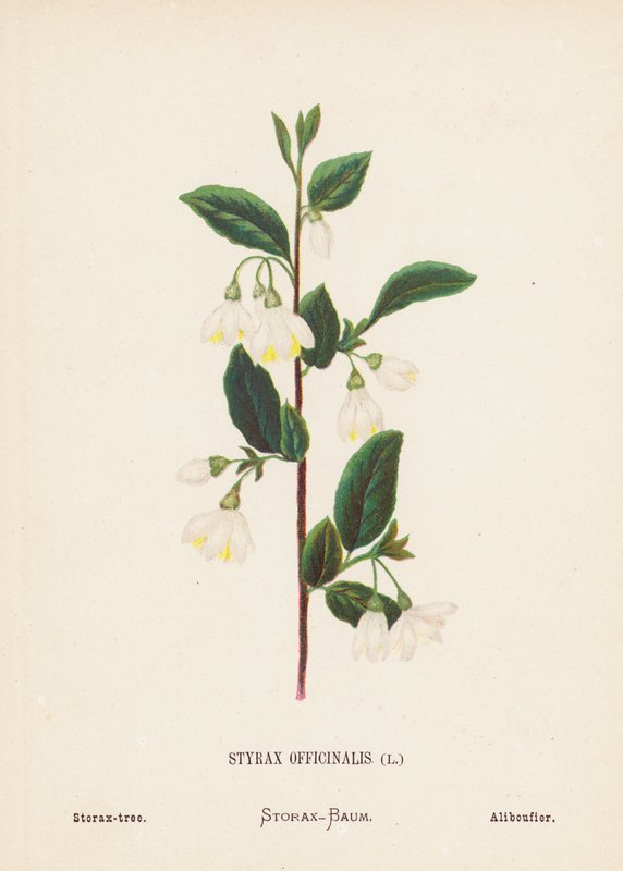 Flores silvestres de Tierra Santa: Styrax Officinalis; Storax-tree (grabado coloreado) de Hannah Zeller