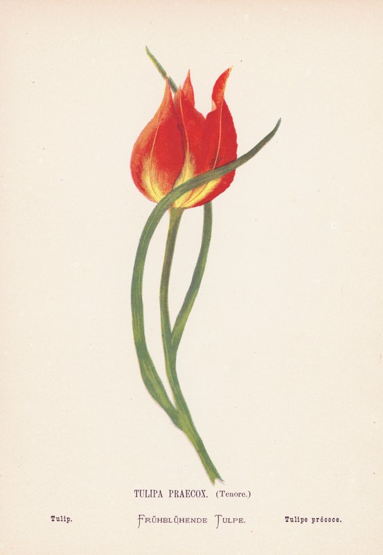 Flores silvestres de Tierra Santa: Tulipa Praecox, Tenore; Tulipán (grabado coloreado) de Hannah Zeller