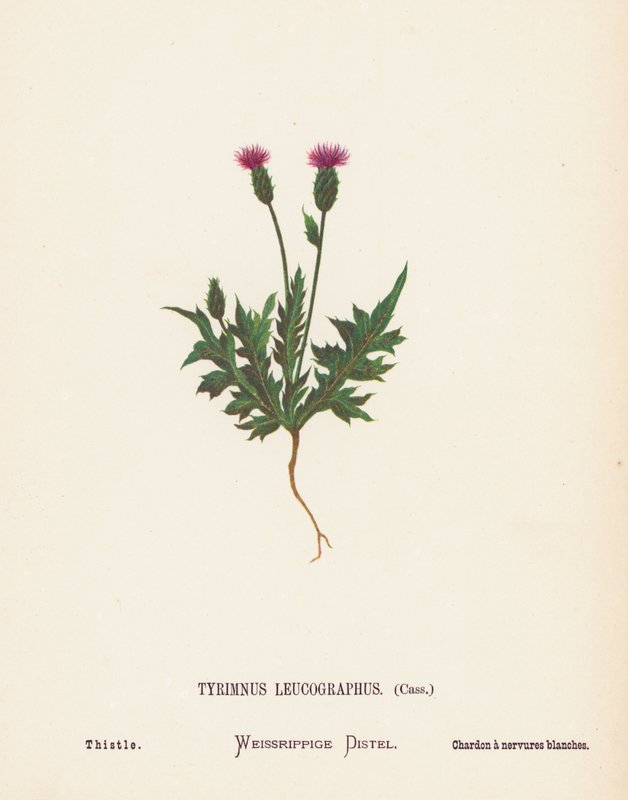 Flores silvestres de Tierra Santa: Tyrimnus Leucographus, Cass; Cardo (grabado coloreado) de Hannah Zeller