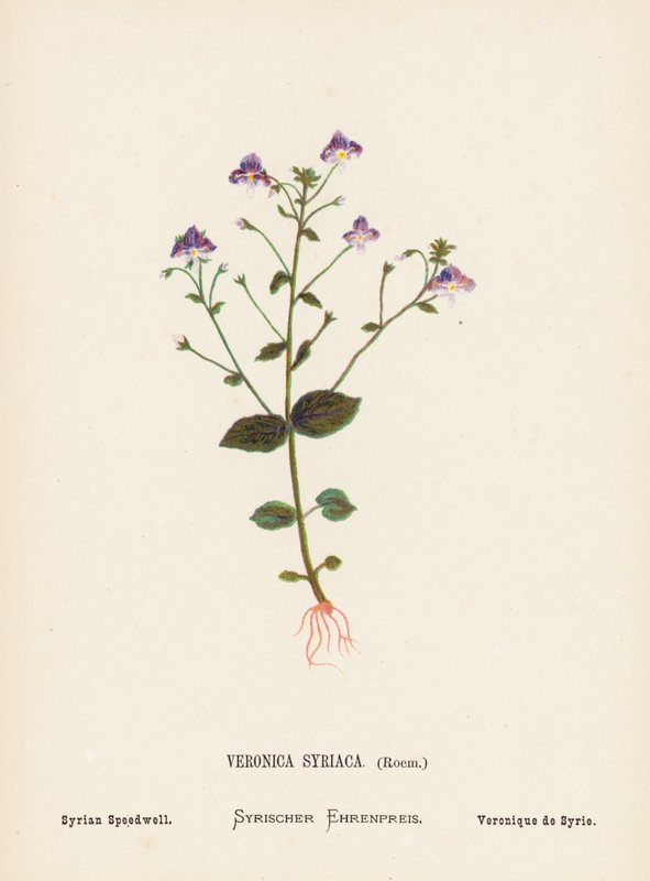 Flores silvestres de Tierra Santa: Veronica Syriaca, Roem; Syrian Speedwell (grabado coloreado) de Hannah Zeller