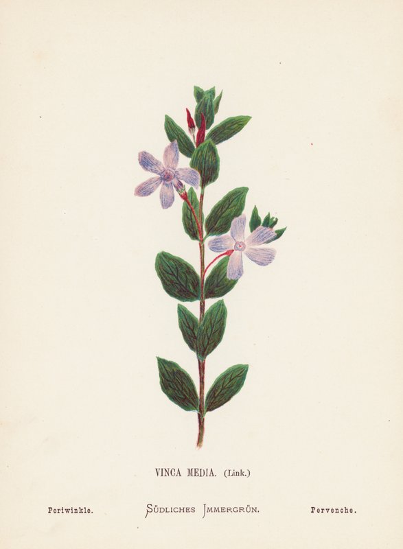 Flores silvestres de Tierra Santa: Vinca Media, Vínculo; Bígaro (grabado coloreado) de Hannah Zeller