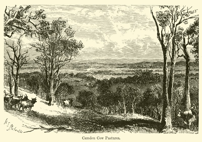 Pastizales de vacas de Camden de Harden Sidney Melville