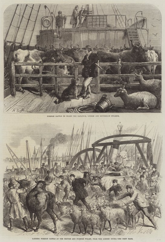 Transporte de ganado de Harden Sidney Melville