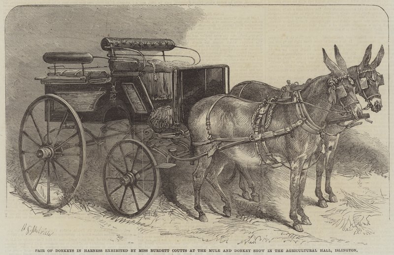 Par de burros en arnés exhibidos por la Srta. Burdett Coutts en la Exposición de Mulas y Burros en el Agricultural Hall, Islington de Harden Sidney Melville