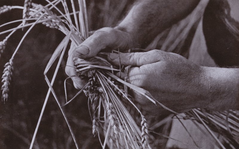 Fabricación de bandas de paja (foto en blanco y negro) de Harold Burdekin
