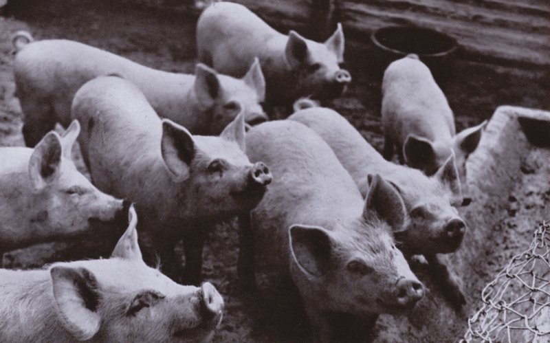 Cerdos (foto en blanco y negro) de Harold Burdekin