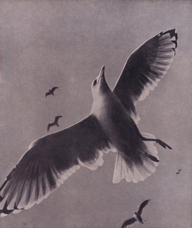 Rápido y elevado, Meredith (foto en blanco y negro) de Harold Burdekin