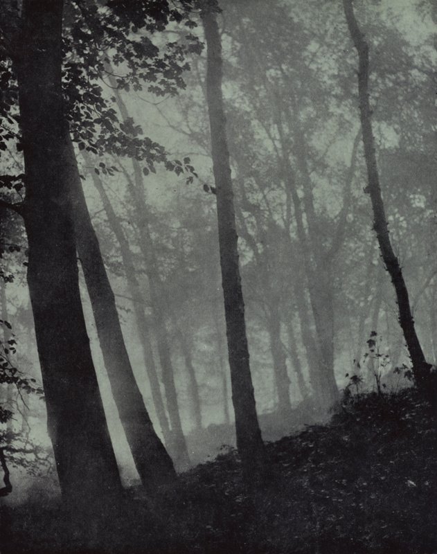 paseos arqueados de arboledas crepusculares Y sombras pardas De pino, o roble monumental, Milton (foto b/n) de Harold Burdekin