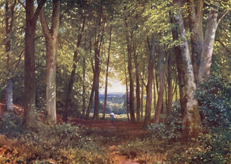 Deer-Leap Wood, Wotton (litografía en color) de Harold Sutton Palmer