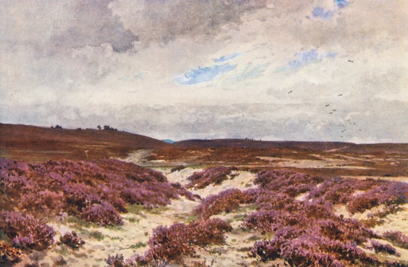 Frensham Common (litografía en color) de Harold Sutton Palmer