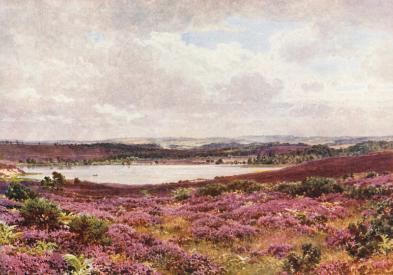 The Great Pond, Frensham (litografía en color) de Harold Sutton Palmer