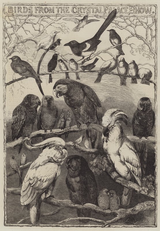 Aves del Show del Palacio de Cristal de Harrison William Weir