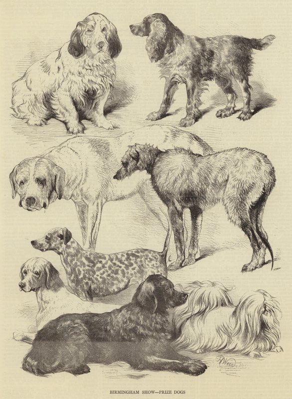 Exposición de Birmingham, perros premiados de Harrison William Weir