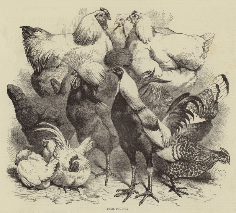 Exposición de Birmingham, Aves de Corral Premiados de Harrison William Weir