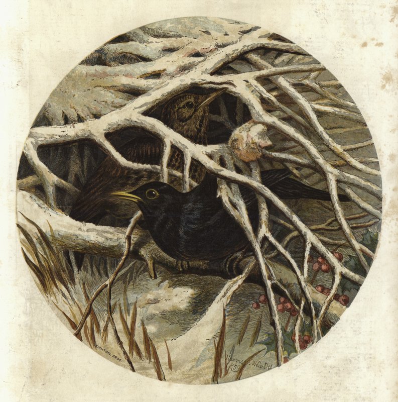 Mirlo y Zorzal, en el Matorral de Harrison William Weir