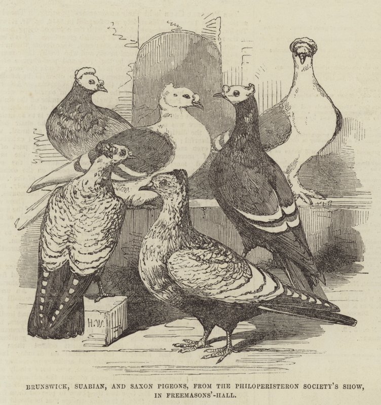 Palomas de Brunswick, Suabia y Sajonia, del Show de la Sociedad Philoperisteron, en Freemasons
