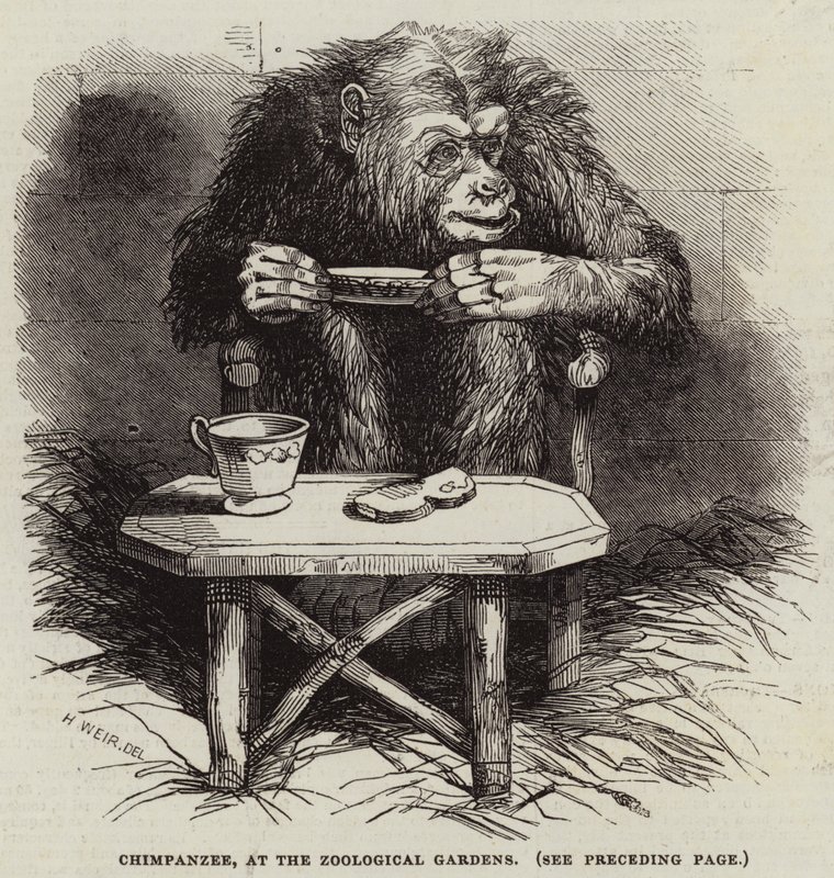 Chimpancé, en el Jardín Zoológico de Harrison William Weir