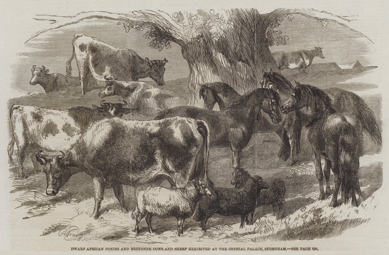 Ponis africanos enanos y vacas y ovejas bretonas exhibidas en el Crystal Palace, Sydenham de Harrison William Weir
