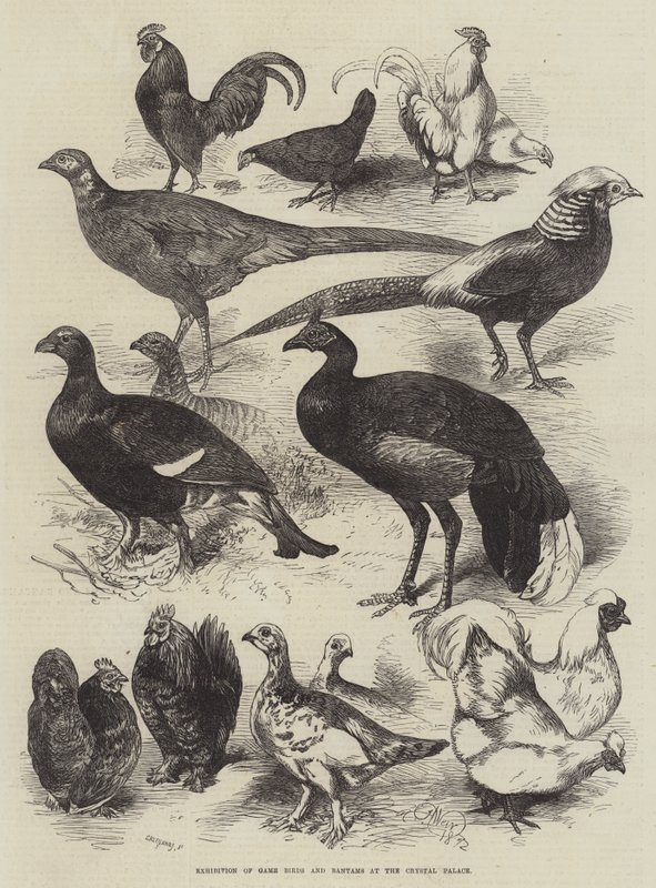 Exposición de Aves de Caza y Gallinas en el Crystal Palace de Harrison William Weir