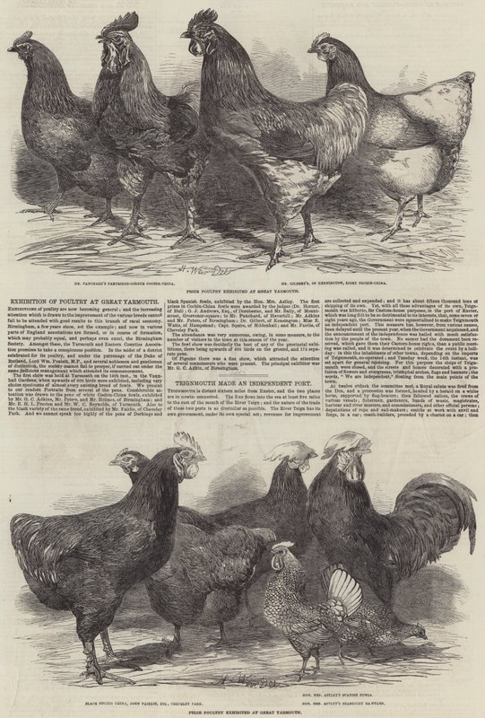 Exposición de aves de corral en Great Yarmouth de Harrison William Weir