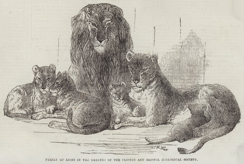 Familia de leones en los Jardines de la Sociedad Zoológica de Clifton y Bristol de Harrison William Weir