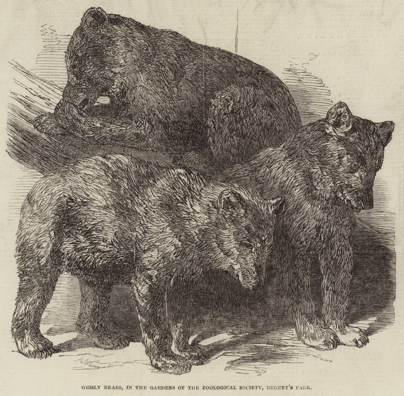 Osos grises, en los Jardines de la Sociedad Zoológica, Regent
