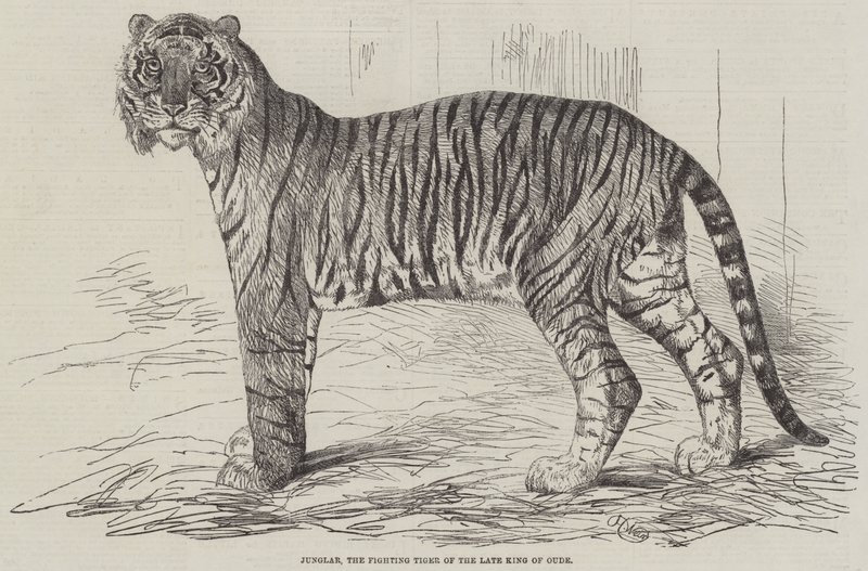 Junglar, el tigre luchador del difunto Rey de Oude de Harrison William Weir