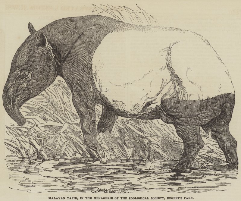 Tapir malayo, en la Menagerie de la Sociedad Zoológica, Regent