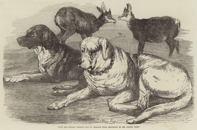 Macho y Hembra de Gamuza, y Perros de San Bernardo, pertenecientes al Sr. Albert Smith de Harrison William Weir