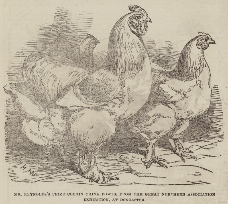 Los Gallos Cochin-China Premiados del Sr. Reynolds, de la Gran Exposición de la Asociación del Norte, en Doncaster de Harrison William Weir