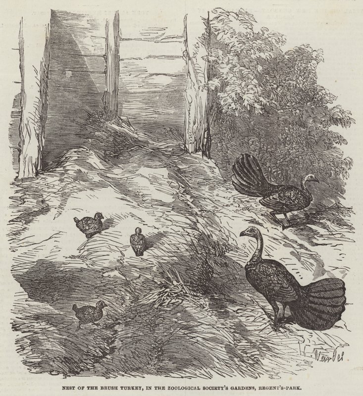 Nido del Pavo de Matorral, en los Jardines de la Sociedad Zoológica, Regent