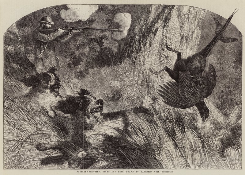 Caza de faisanes, derecha e izquierda de Harrison William Weir