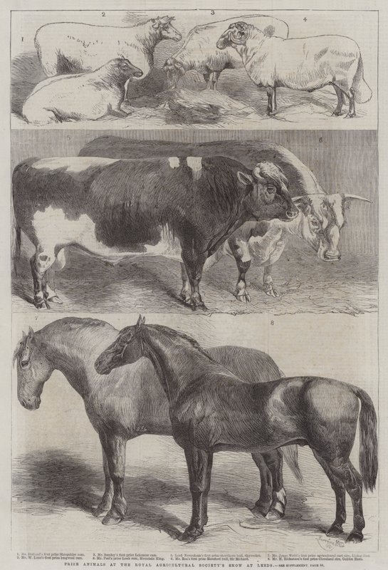 Animales premiados en la Exposición de la Sociedad Agrícola Real en Leeds de Harrison William Weir