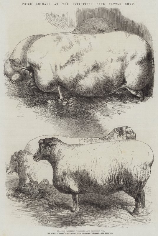 Animales premiados en la Exposición de Ganado del Club Smithfield de Harrison William Weir