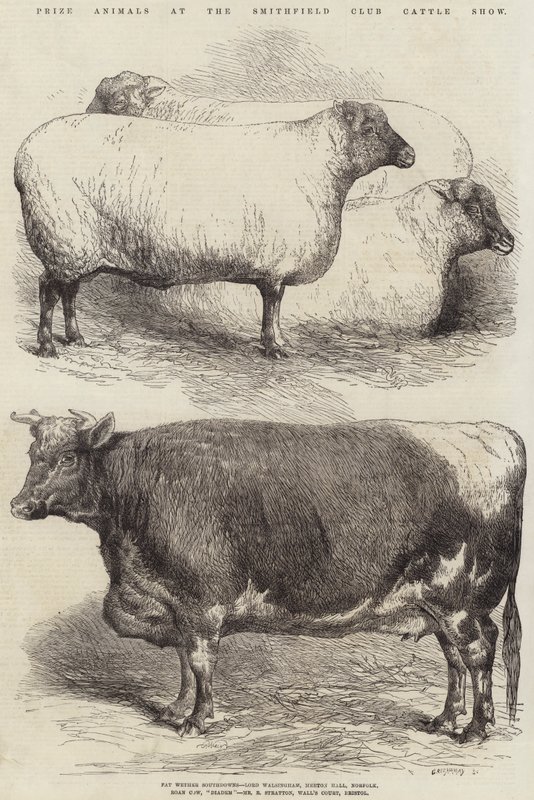 Animales premiados en la Exposición de Ganado del Club Smithfield de Harrison William Weir