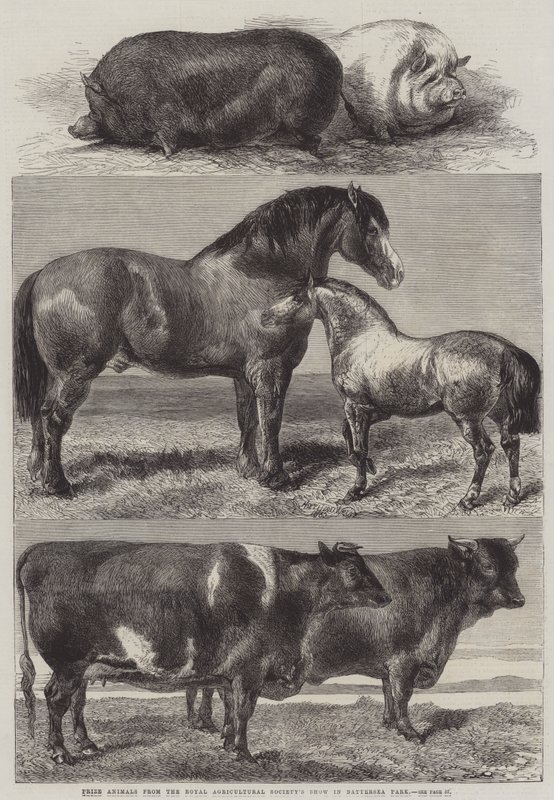 Animales premiados del espectáculo de la Royal Agricultural Society en Battersea Park de Harrison William Weir