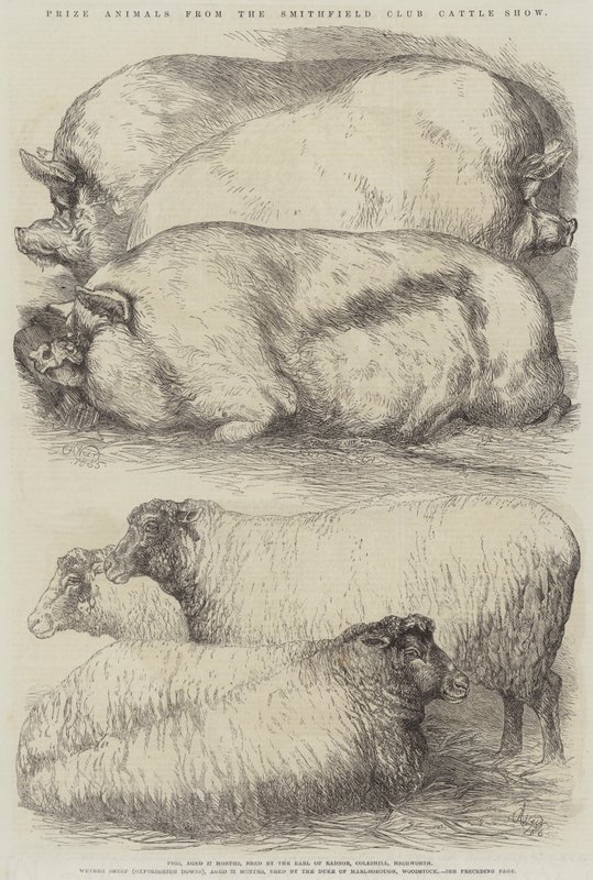 Animales premiados del Show de Ganado del Club Smithfield de Harrison William Weir