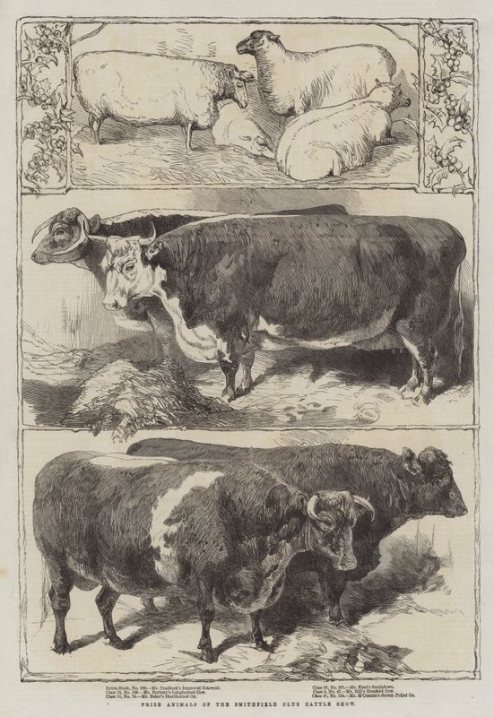 Animales premiados del Smithfield Club Cattle Show de Harrison William Weir