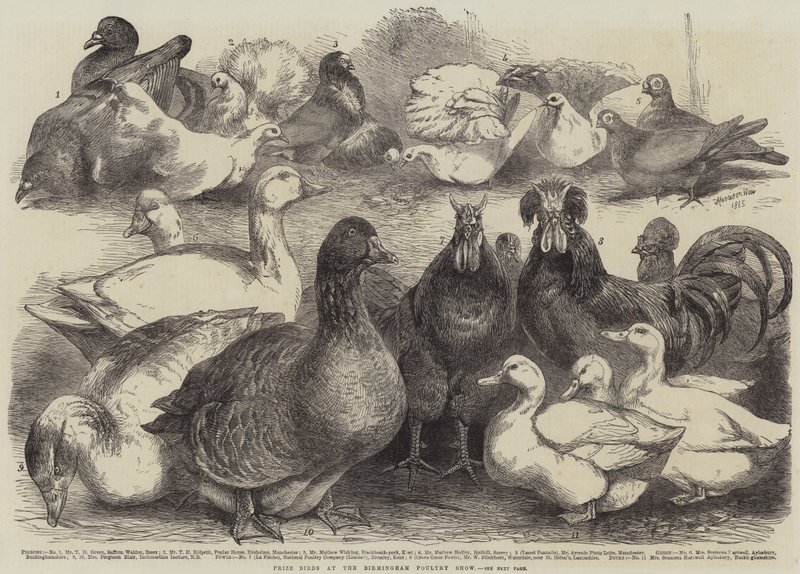 Aves Premiados en el Show de Aves de Corral de Birmingham de Harrison William Weir