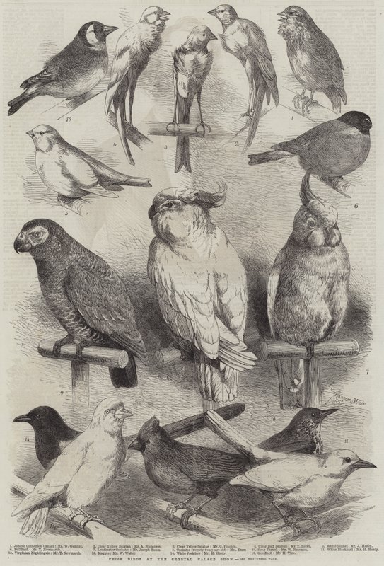 Aves premiadas en la exposición del Crystal Palace de Harrison William Weir