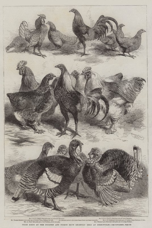 Aves premiadas en la Exposición de Aves de Corral y Palomas recientemente celebrada en Birmingham de Harrison William Weir