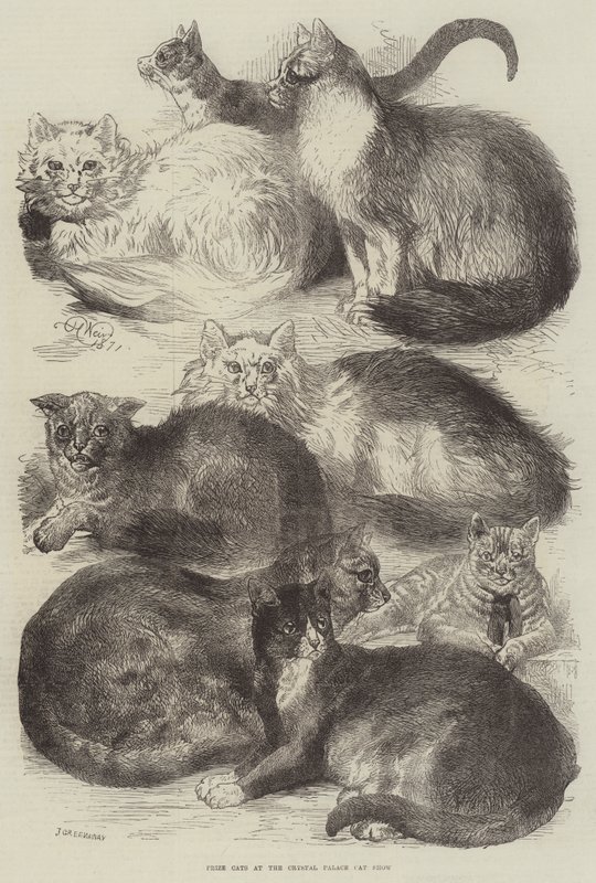 Gatos premiados en la exposición de gatos del Crystal Palace de Harrison William Weir