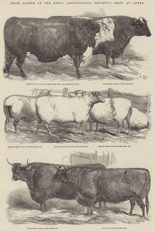 Ganado premiado en la Exposición de la Sociedad Agrícola Real, en Lewes de Harrison William Weir
