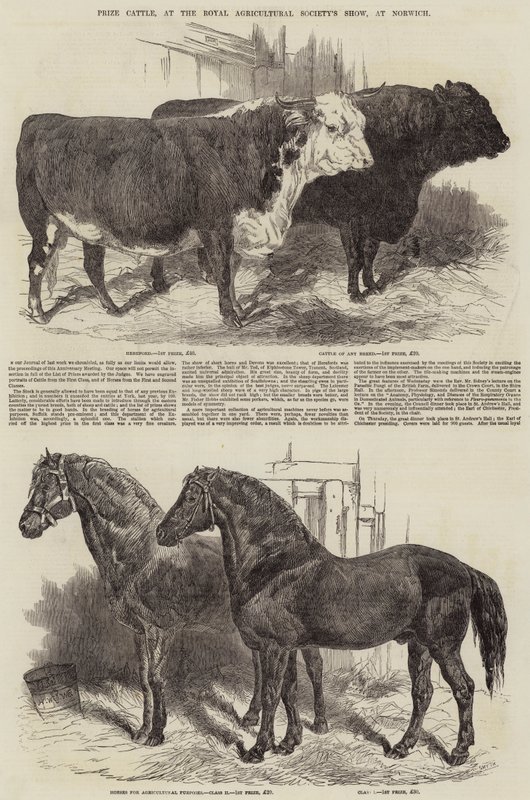 Ganado premiado en la exposición de la Royal Agricultural Society en Norwich de Harrison William Weir