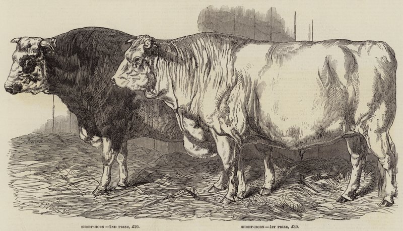 Ganado premiado en la Exposición de la Sociedad Real de Agricultura en Norwich de Harrison William Weir
