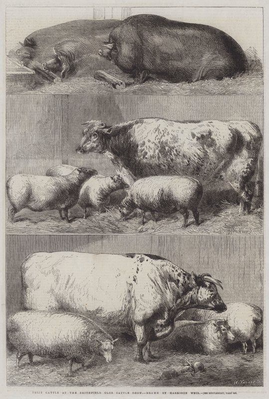 Ganado Premiado en la Exposición de Ganado del Club Smithfield de Harrison William Weir