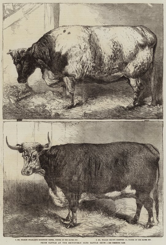 Ganado premiado en la Exposición de Ganado del Club Smithfield de Harrison William Weir